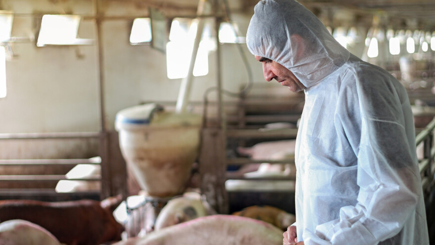 Krenuo nadzor svinjogojskih farmi, u slučaju Afričke svinjske kuge - eutanazija