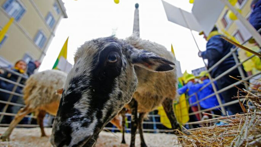 Prosvjednici u središte Rima doveli ovce!