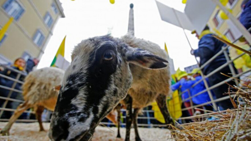 Prosvjednici u središte Rima doveli ovce!