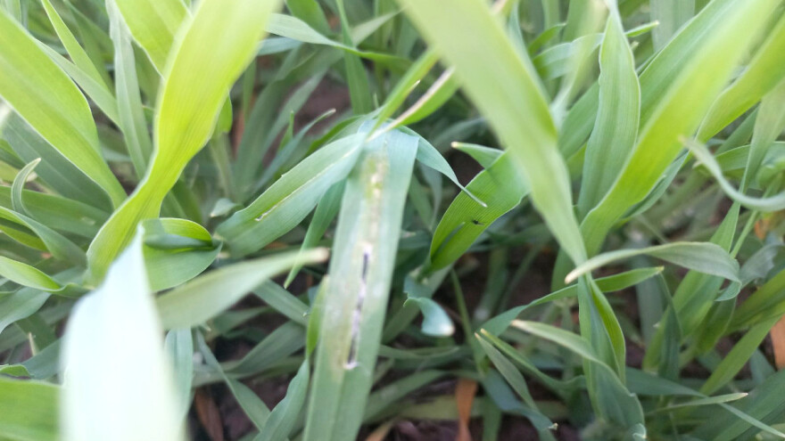 Primećene žitna pijavica i lisne vaši u ozimoj pšenici - bez zaštite?