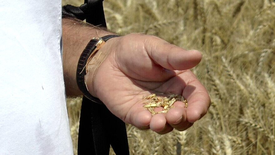 Prinos pšenice: Da li će biti manji nego prethodne godine?