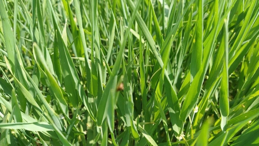 Moguća teška godina za ratare Banata zbog lošeg stanja pšenice?