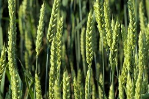 Produženje roka za izravna plaćanja u biljnoj proizvodnji