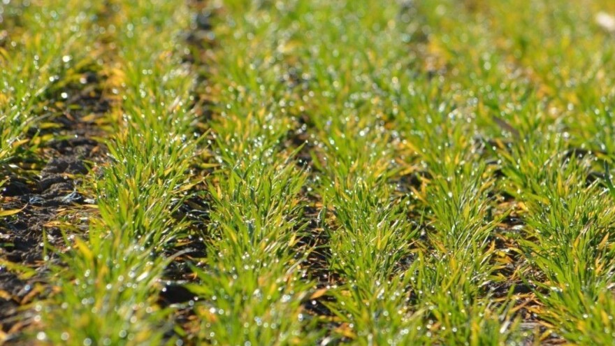 Žuti se pšenica na njivama - ali je zdrava?