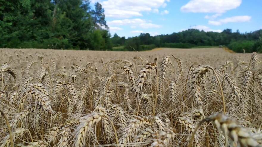 Simbolika žetve i šta smo i danas zadržali u običajima?
