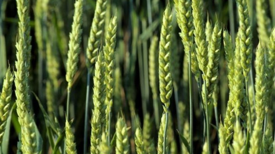 Produženje roka za izravna plaćanja u biljnoj proizvodnji