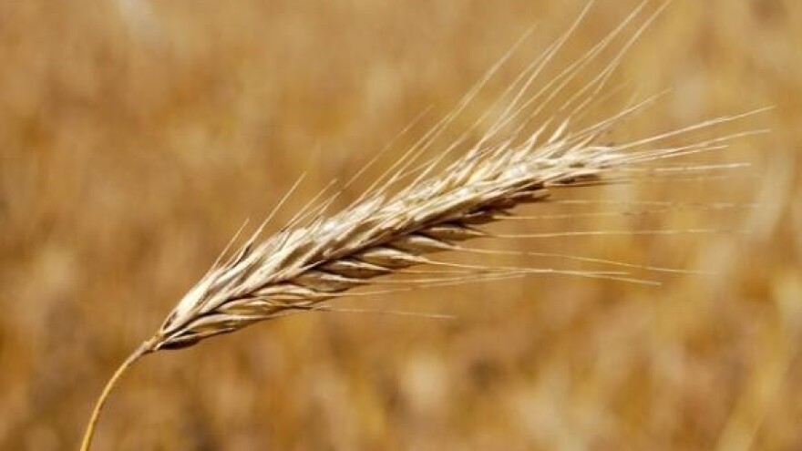 Pipunić: Želimo kupiti Đakovštinu