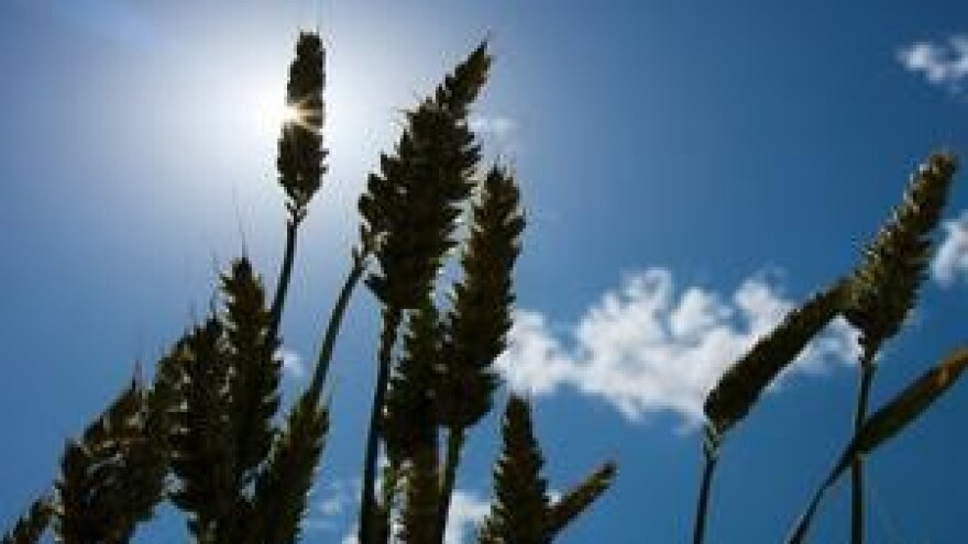 Zaštita žitarica od bolesti