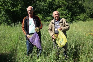 Trava iva, od mrtvog pravi živa - vrijeme je za berbu