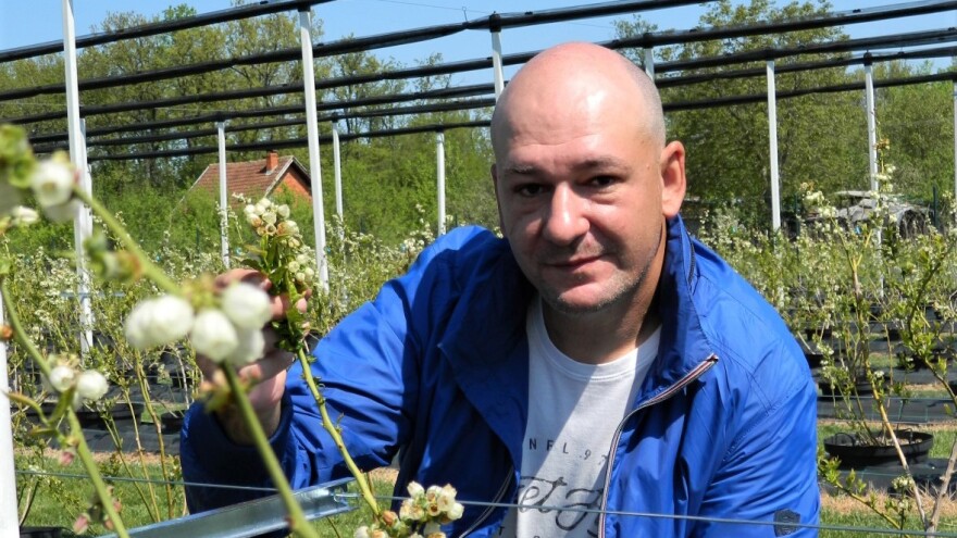 Butike garderobe, Ivan Petković iz Jagodine, zamenio uzgojem borovnice