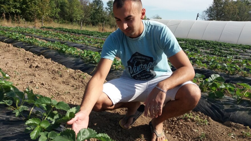 Stalnorađajuće jagode - početnička hrabrost ili pametan ulog?