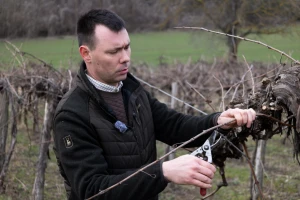 Ivan Gerštmajer Zelember: Vrhunsko vino zahtijeva profesionalnu rezidbu loze