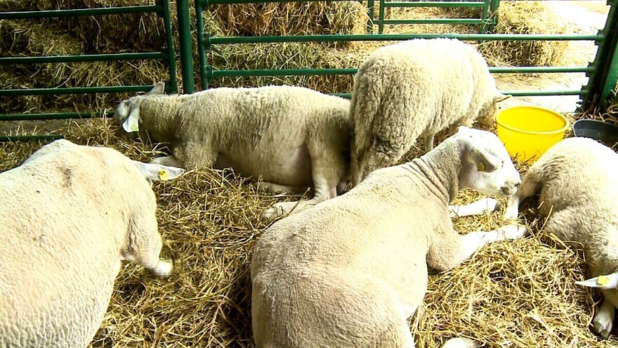 Ovčarstvo sve zastupljenije u valjevskom kraju