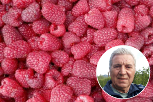 Ova godina bi mogla biti početak kraja malinarenja u BiH!