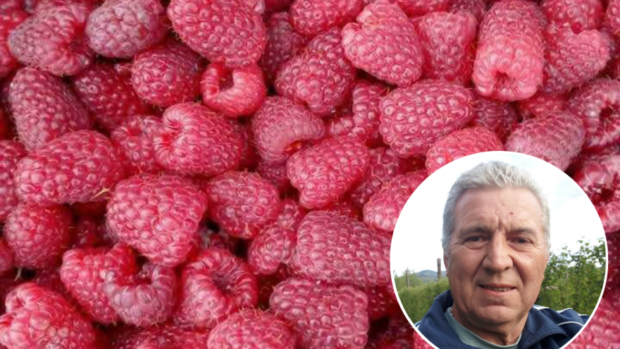 Ova godina bi mogla biti početak kraja malinarenja u BiH!