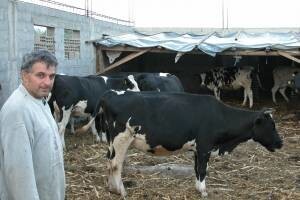 Nevolje dalmatinskih farmera i proizvođača mlijeka