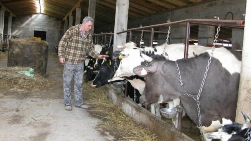 Ovce pojele ljude, a tko je pojeo HR stočarstvo?