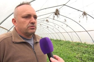 OPG Vrljić: Najtraženiji je mladi krumpir, sve što izvadimo iz zemlje i prodamo