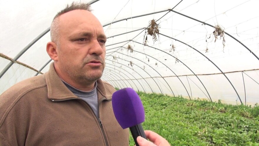 OPG Vrljić: Najtraženiji je mladi krumpir, sve što izvadimo iz zemlje i prodamo