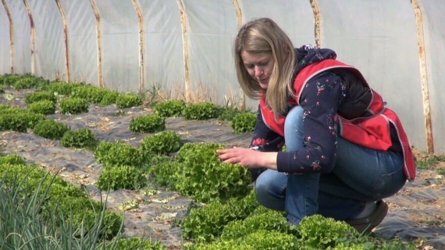 Proizvodnju povrća smanjili za 40-ak posto kako ne bi kao prošle imali viškova