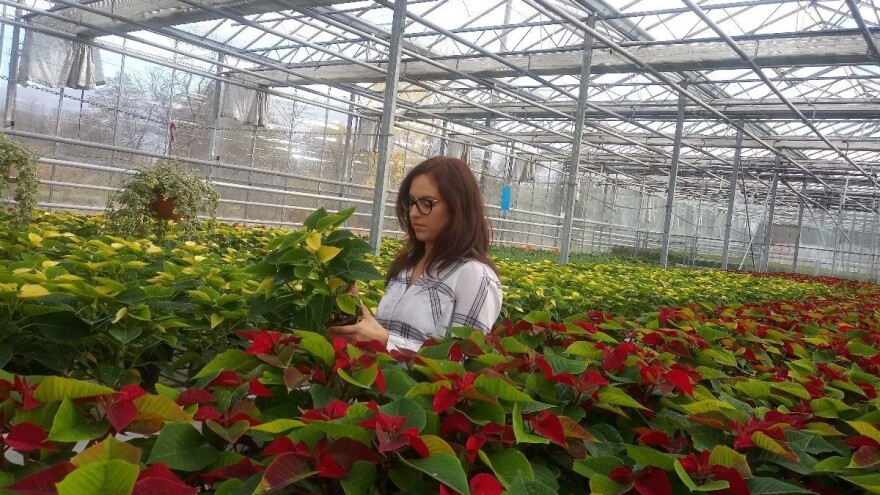 Ivana Marjanović: Kad kupujete Božićnu zvijezdu, birajte onu sa puno listova