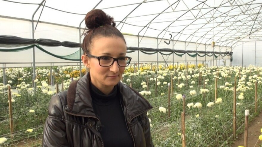 Na uvezene 235 tone krizantema - izvezemo tri!