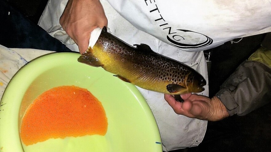 Ivanjica: Pastrmku mreste već 43 godine