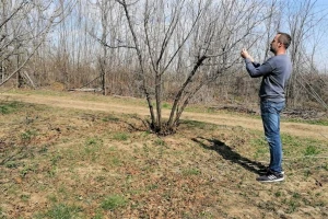 Koliko je star lešnik koji spašava proizvođača kad podbace cene drugog voća?