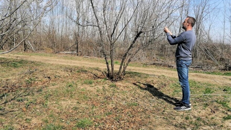 Koliko je star lešnik koji spašava proizvođača kad podbace cene drugog voća?