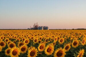 Ivica Crnković na čelu čepinske Uljare