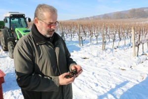 Ledena berba u vinogradu Ivice Peraka: Ubiranje smrznutih grozdova graševine za vrhunsku vinsku kapljicu