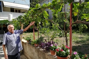 Modra kavčina, najstarija loza na svijetu, upisana i u Guinnessovu knjigu, raste i u Splitu!