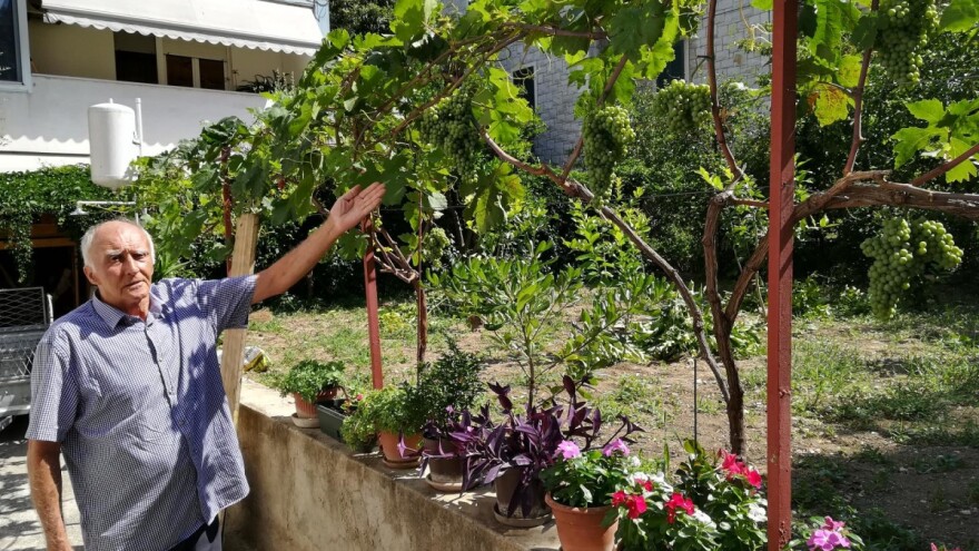 Modra kavčina, najstarija loza na svijetu, upisana i u Guinnessovu knjigu, raste i u Splitu!