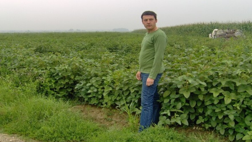 Umjesto domaće soje - uvozna sojina sačma?