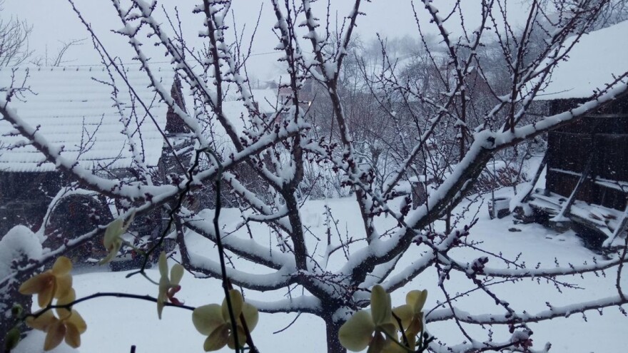 Što prevrtljiva zima znači za voćke?