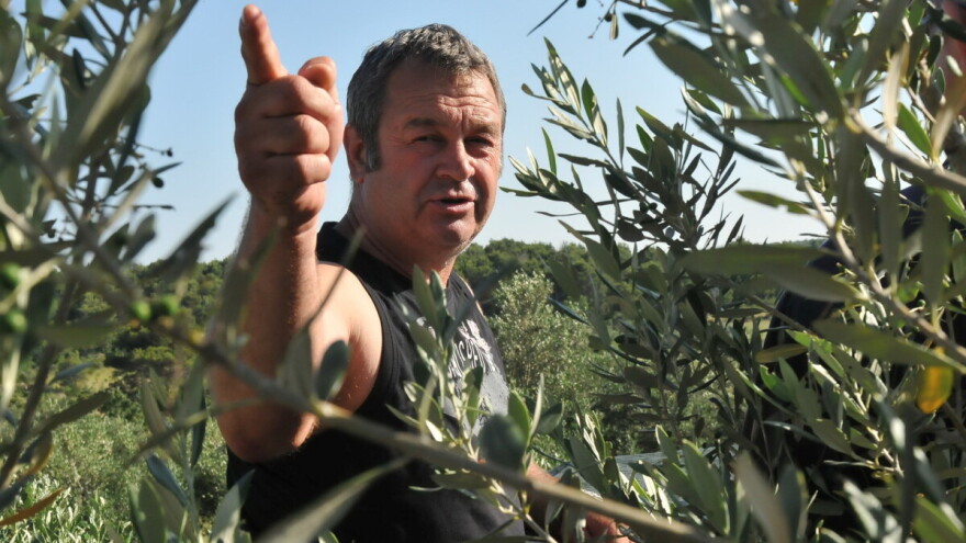 Na svjetskom natjecanju u New Yorku hrvatski maslinari ispred Španjolaca!