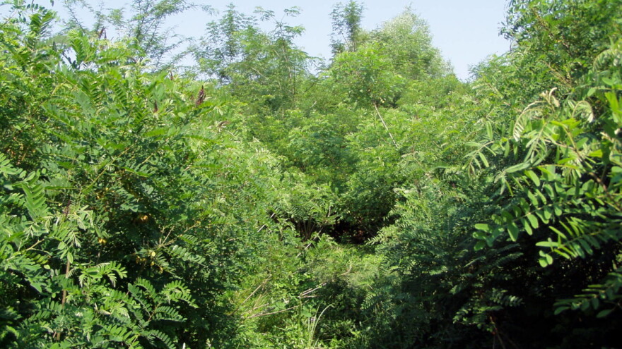 Uzduž Save kreće velika borba protiv invazivne čivitnjače