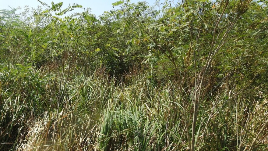 Čak 70% travnjaka u Lonjskom polju napala invazivna čivitnjača