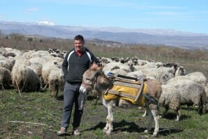 Ovčarska farma podno Cetine na eko način!