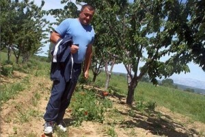 Posedarje, uništen i urod od sljedeće godine