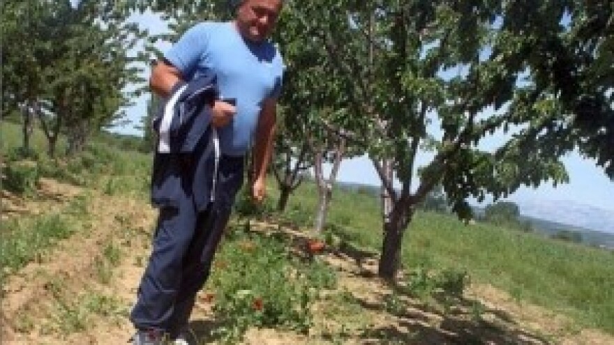 Posedarje, uništen i urod od sljedeće godine