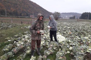 Loša godina za kupus - proizvođači sami obaraju cijenu