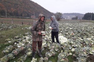 Loša godina za kupus - proizvođači sami obaraju cijenu