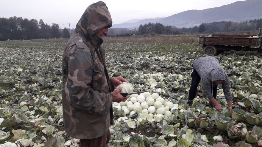 Cijene kupusa rastu - pet puta skuplji u odnosu na prošlogodišnji