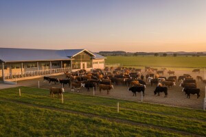 Iz IPARD-a 2,5 mil. kuna za govedarsku farmu