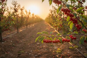 Iz IPARD-a za nasad trešanja 2 mil. kuna