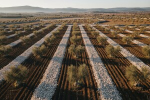 Iz kamena rastu masline, loza i smokve