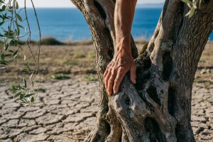 Ižani bi išku maslinu