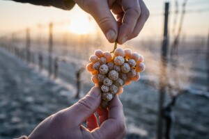 Izborna berba graševine