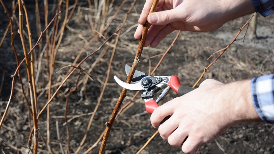 Kestenjasta pegavost maline i kako se boriti protiv nje